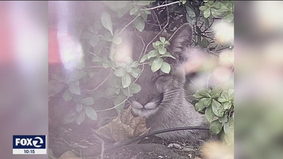 Mountain lion spotted in Morgan Hill neighborhood