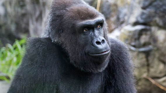 Beloved gorilla 'Zura' dies at San Francisco zoo