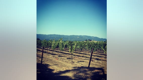 Wine Country adapting to annual wildfire threat