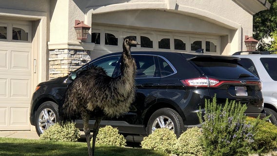 Pleasanton animal services seeks owner of emu found wandering through suburb