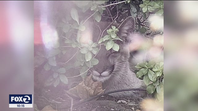 Mountain lion spotted in Morgan Hill neighborhood