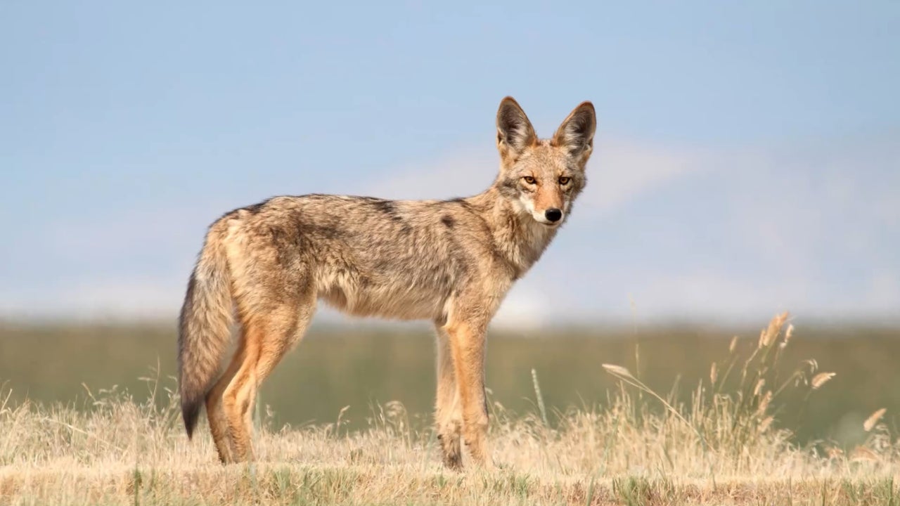 Coyote Attacks Child Walking With Mother In Moraga | KTVU FOX 2