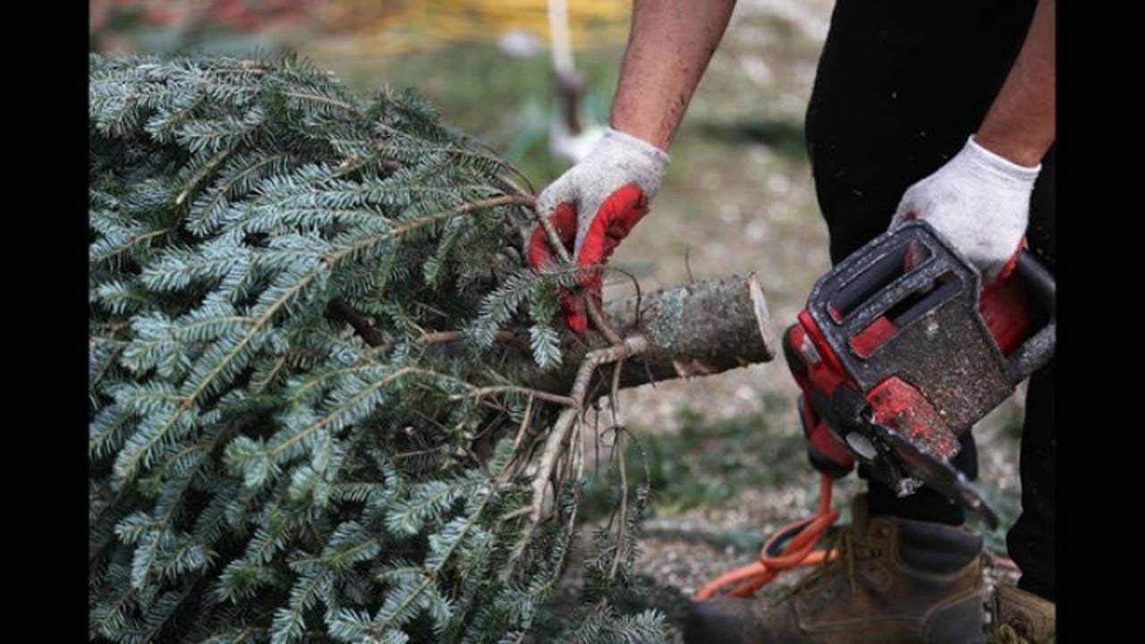 Curbside Christmas tree pickup in San Francisco scheduled for January