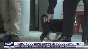 Campbell police have new therapy puppy