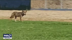 Coyote bites grocery store employee's leg in Lafayette