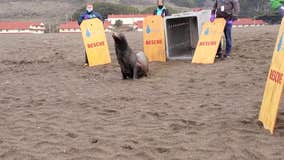 Young sea lion recovers from shark bite, returns to ocean