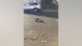 Vallejo resident finds 3 dead dogs in separate bags on street