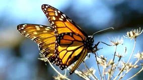 Feds to delay seeking legal protection for monarch butterfly