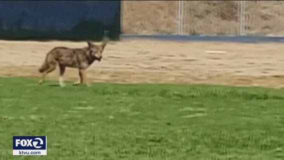 Coyote bites grocery store employee's leg in Lafayette