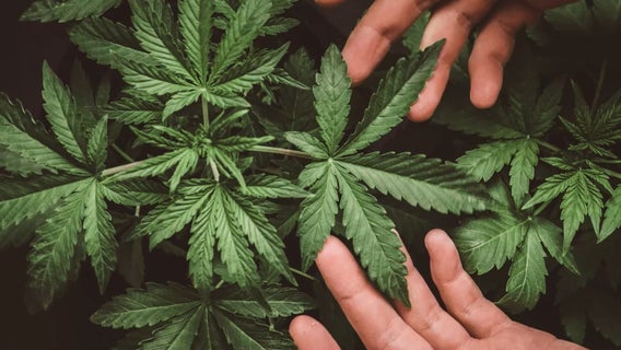 Shots fired as suspects steal marijuana from licensed Half Moon Bay grower