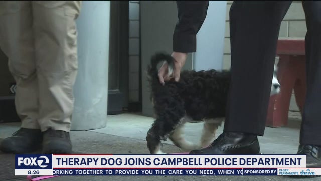 Campbell police have new therapy puppy