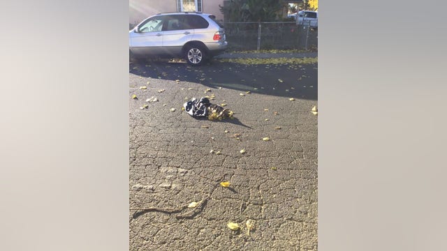Vallejo resident finds 3 dead dogs in separate bags on street