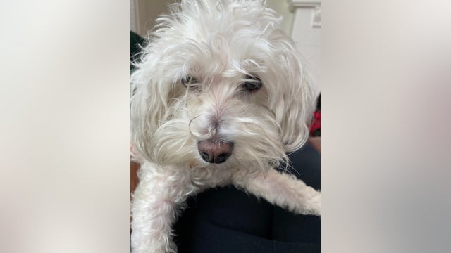 Oakland woman pleads for help in locating dog that went missing during burglary of her home
