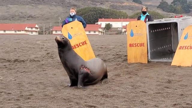 Rescued sea lion makes 'miraculous recovery' after shark bite, poisoning