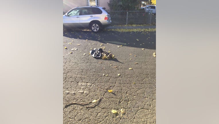 Vallejo resident finds 3 dead dogs in separate bags on street | KTVU FOX 2