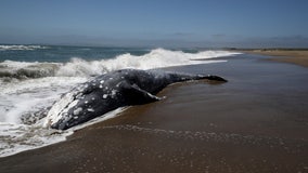 Gray whale population drops by nearly 25% off U.S. West Coast