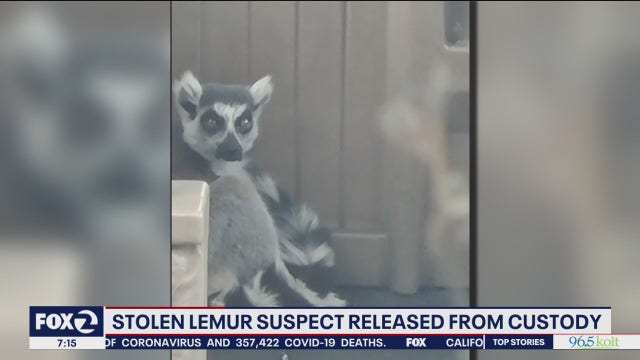 Man suspected of stealing San Francisco lemur released from custody