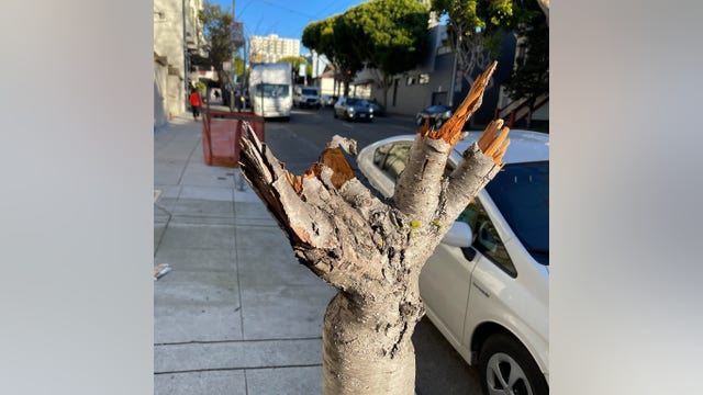Japantown leaders call for vandalized cherry blossom trees to be replaced