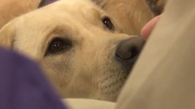 American Airlines is grounding emotional-support animals