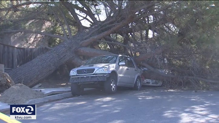 Weird winter windstorm leaves path of destruction - Vimarsana News