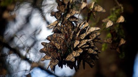 Monarch butterflies typically found in winter resting grounds in Mexico declined by 26%