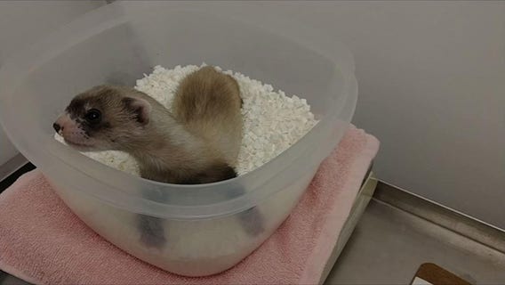 Scientists clone first US endangered species, a black-footed ferret