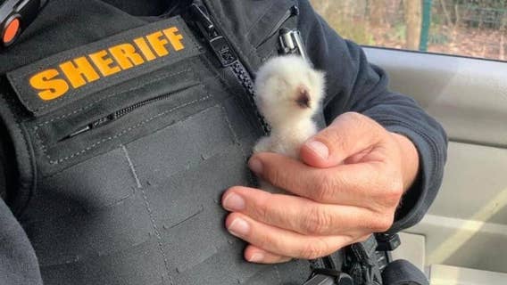 Deputies help rescue baby owl that lost its home