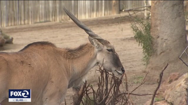 Oakland Zoo’s latest reopening a sign of hope and normalcy