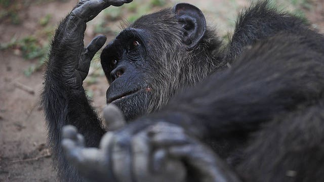 Animals at primate sanctuary freeze to death amid Texas power outage