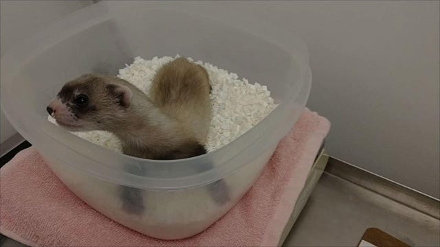 Scientists clone first US endangered species, a black-footed ferret