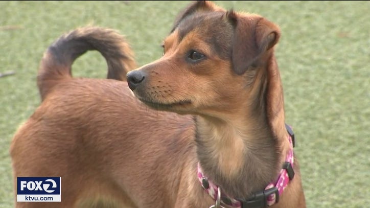 Online scam targets San Francisco dog rescue - Vimarsana News