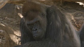 Great apes at San Diego Zoo receive COVID-19 vaccine