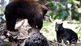 A mysterious disease is killing young bears in the Sierra Nevada