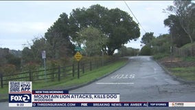 Dog survives mountain lion attack in Woodside, sheriff says