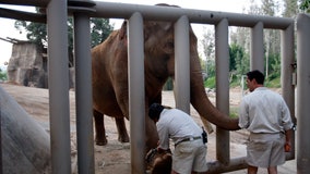 Father arrested after taking daughter into San Diego Zoo elephant habitat