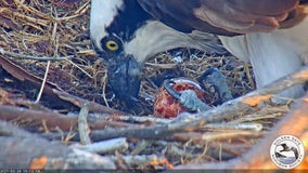 Osprey pair on Richmond shipyard crane welcome their first egg of the year