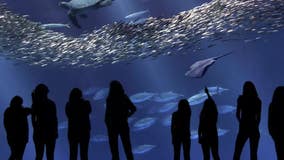 Monterey Bay Aquarium is latest California attraction to announce reopening as COVID-19 restrictions ease