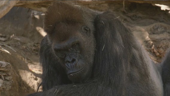 Great apes at San Diego Zoo receive COVID-19 vaccine