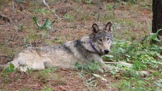 Concern grows over the fate of young gray wolf celebrated for historic California journey