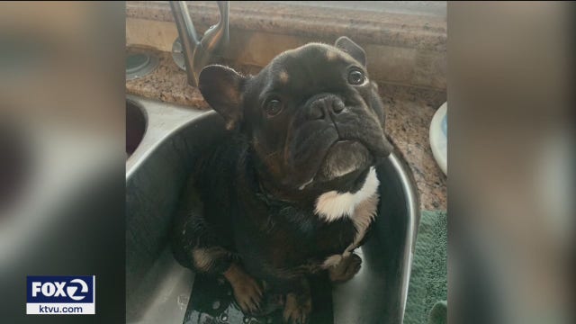 Another French bulldog stolen, this time in San Jose