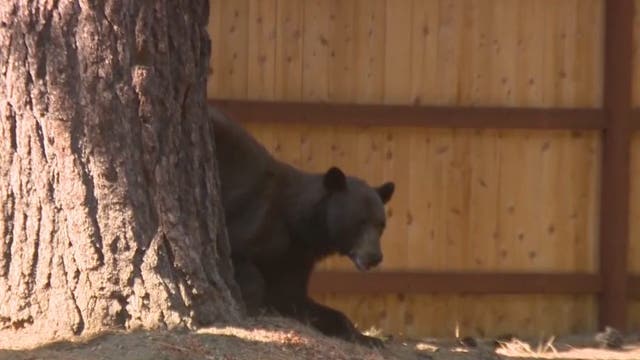 Mystery disease afflicts bears near Lake Tahoe