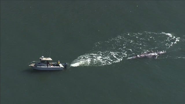 Marine Mammal Center to perform necropsy on dead grey whale in San Francisco Bay