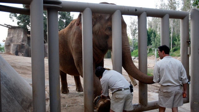 Father arrested after taking daughter into San Diego Zoo elephant habitat