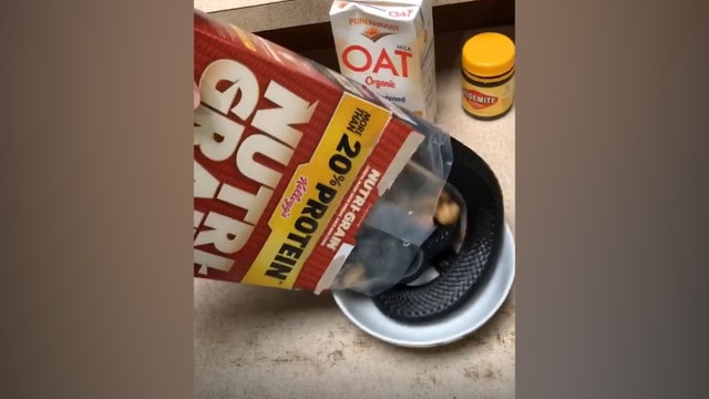 Australian man’s cereal contains a serpent surprise