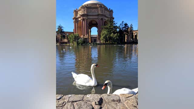 Investigation under way into what killed beloved swan at San Francisco Palace of Fine Arts