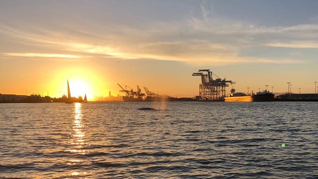 Oakland firefighters create safety zone for baby humpback whale