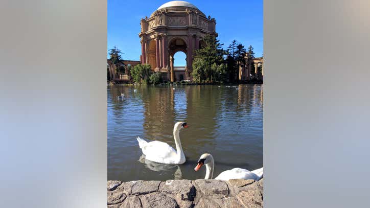 Investigation under way into what killed beloved swan at San Francisco Palace of Fine Arts - Vimarsana News