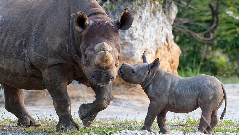 zoo miami baby rhino 3
