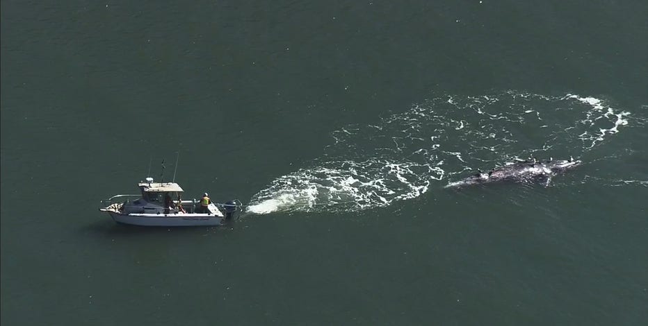 Marine Mammal Center to perform necropsy on dead grey whale in San Francisco Bay