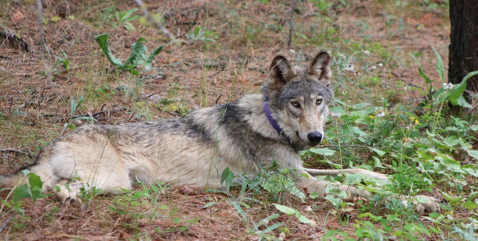 Concern grows over the fate of young gray wolf celebrated for historic California journey